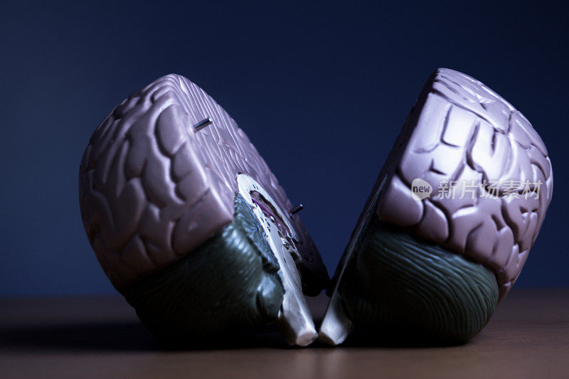 人脑的解剖模型象征着思想和智慧