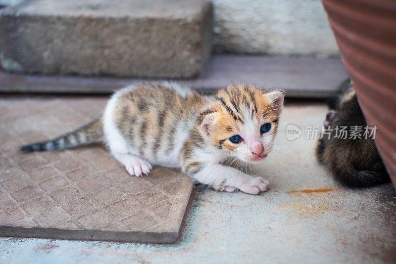 后院院子里的小猫