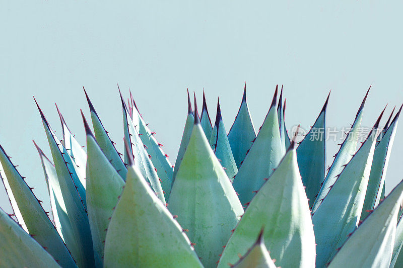 蓝色龙舌兰(美国芦荟)植物;淡蓝色背景