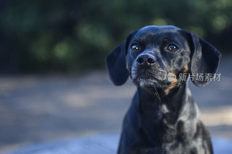 可爱的小黑狗看着相机的特写