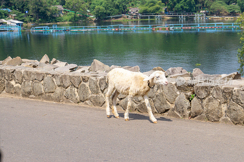 野生山羊