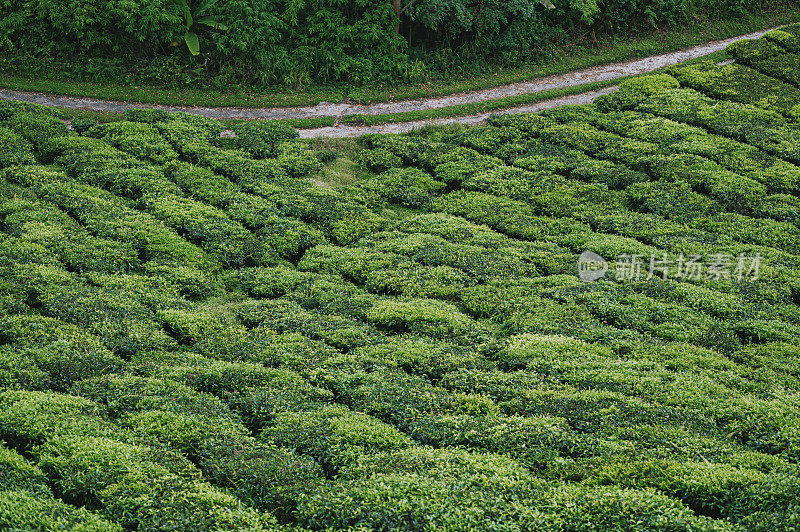 清晨在卡梅隆高地的茶园里种植茶树