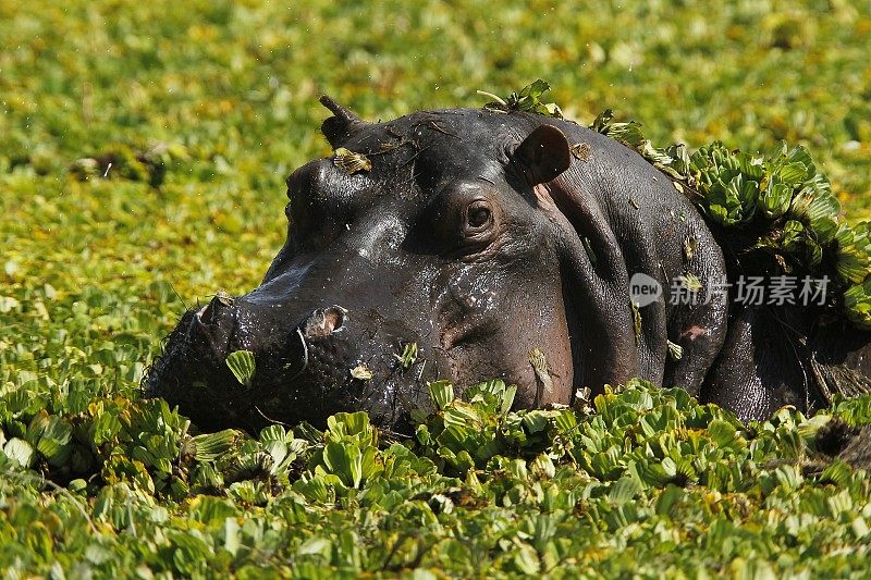 河马，两栖河马，成年河马站在满是水生菜的沼泽，肯尼亚马赛马拉公园