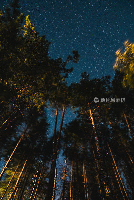 夜晚星空下的树木