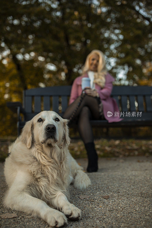 美丽的金毛猎犬在公园休息时看着镜头
