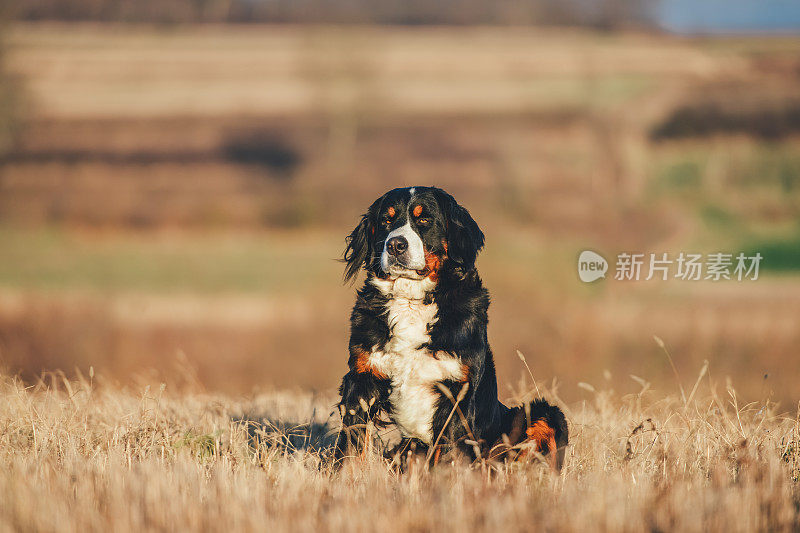 伯尔尼兹山犬