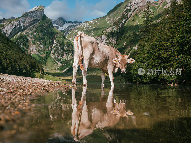 阿彭策勒牛的肖像和湖上的倒影