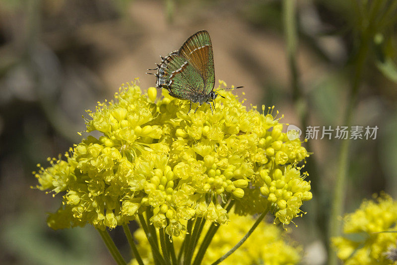 科罗拉多鹿溪峡谷公园的杜松、细纹蝴蝶、硫花