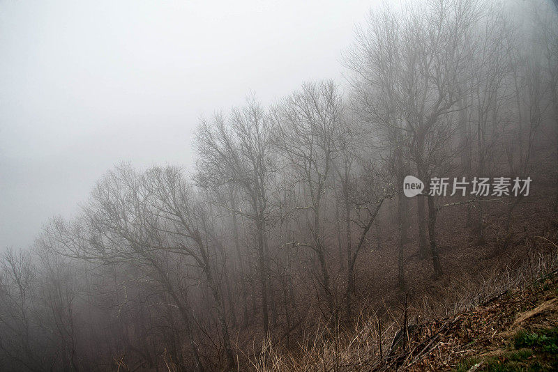 雾气笼罩着树木