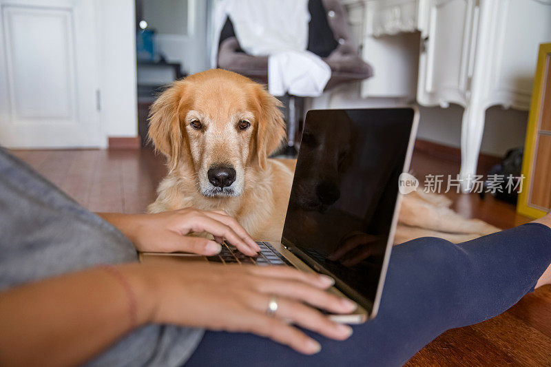 女自由职业者在家工作与她可爱的金毛猎犬伴侣