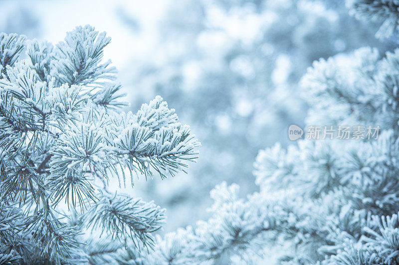 冬天的景象——结了霜的松枝上覆盖着一层雪。树林里的冬天