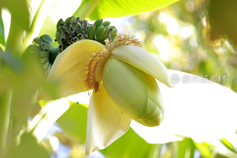 正在成熟的香蕉在树枝上。未成熟的水果。