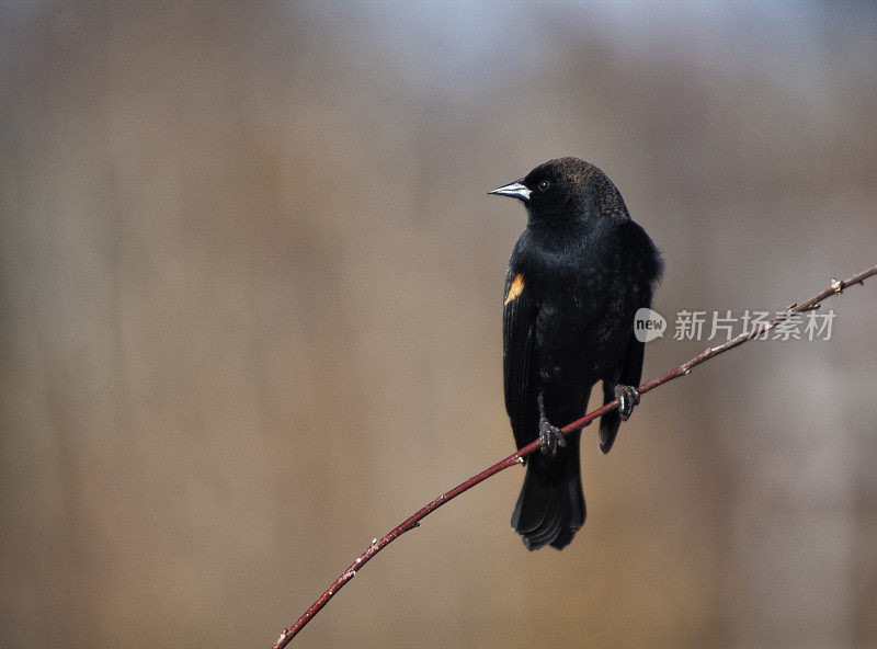 红翼黑鸟，温哥华，加拿大