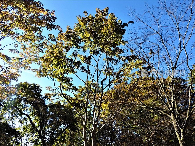 日本。十月里晴朗的一天。山中的森林。