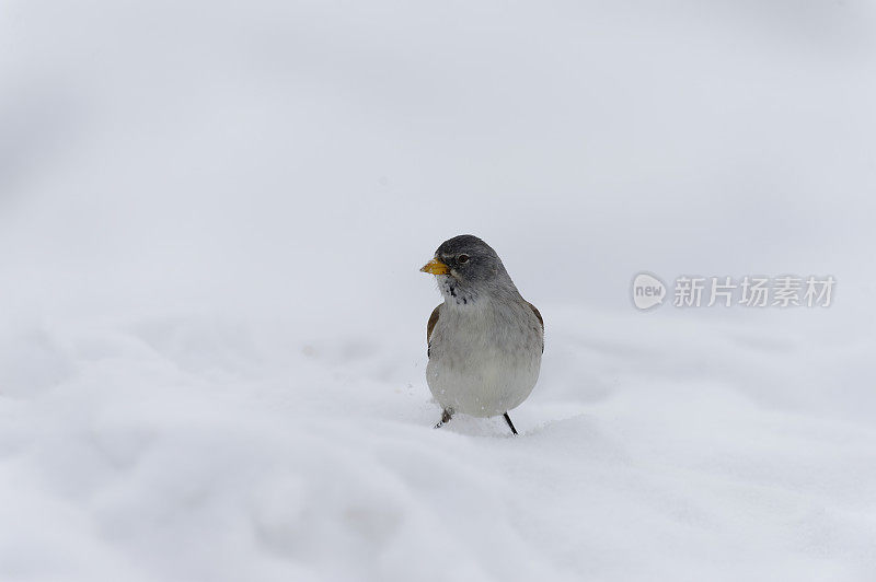 白翅雪雀