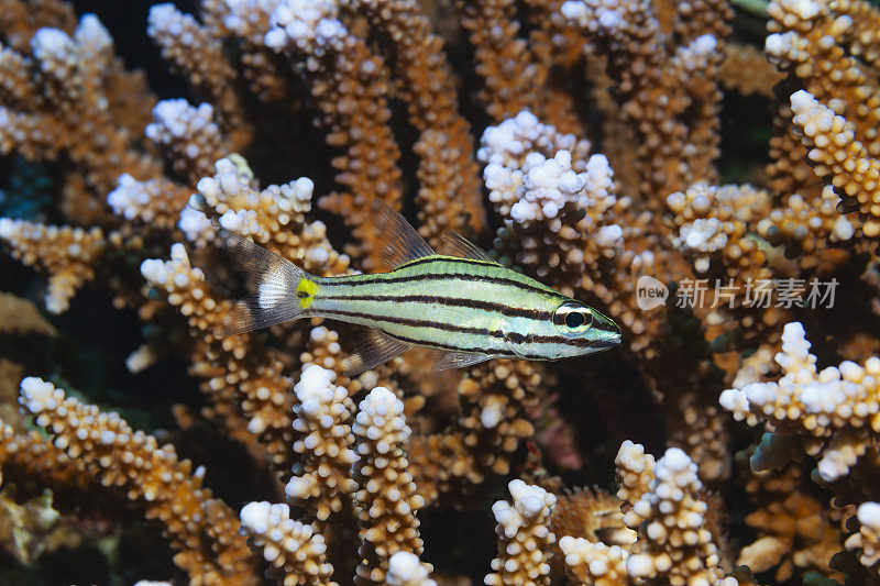 黑条虎斑鱼海洋生物宏，近距离观察。珊瑚礁水下照片水肺潜水员的观点红海