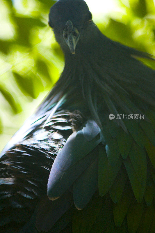 绿色的鸟和蓝色的前景
