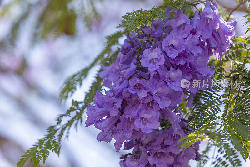 树上的紫色蓝花楹花