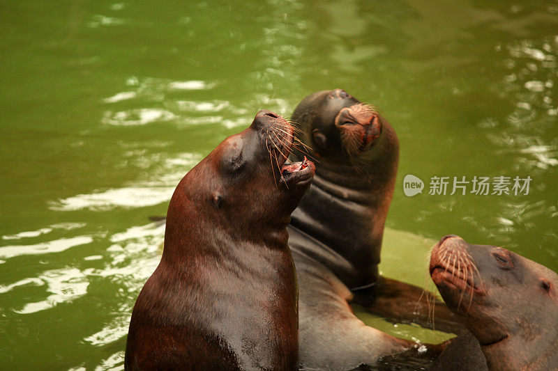 耳密封(海狗科)