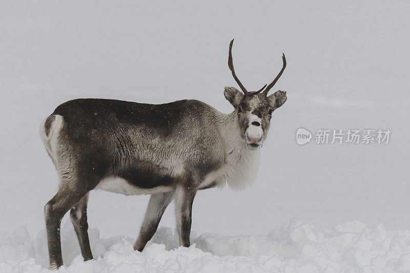 冬天，挪威北部的驯鹿在雪地里吃草