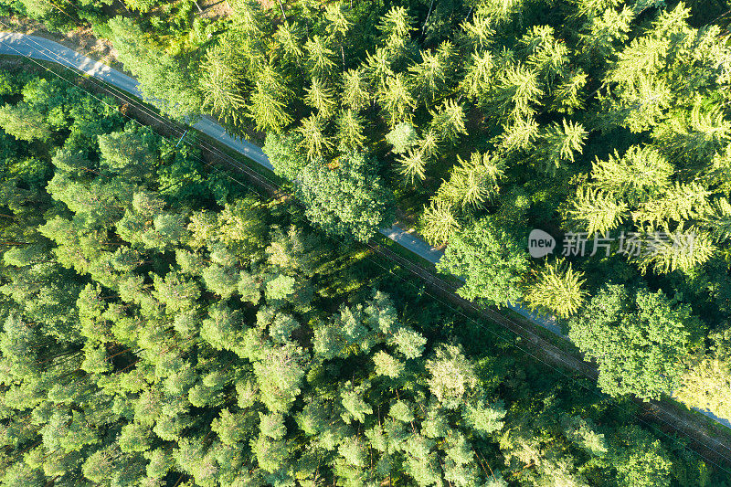 森林和树木景观纹理背景，航空顶视图森林，纹理森林视图从上面