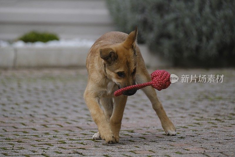 小狗玩球