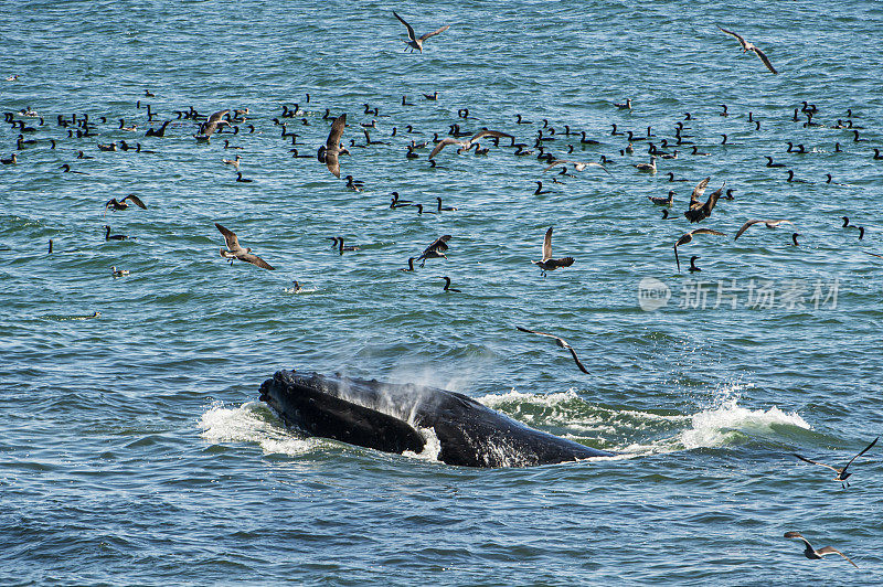 座头鲸在吃一群凤尾鱼