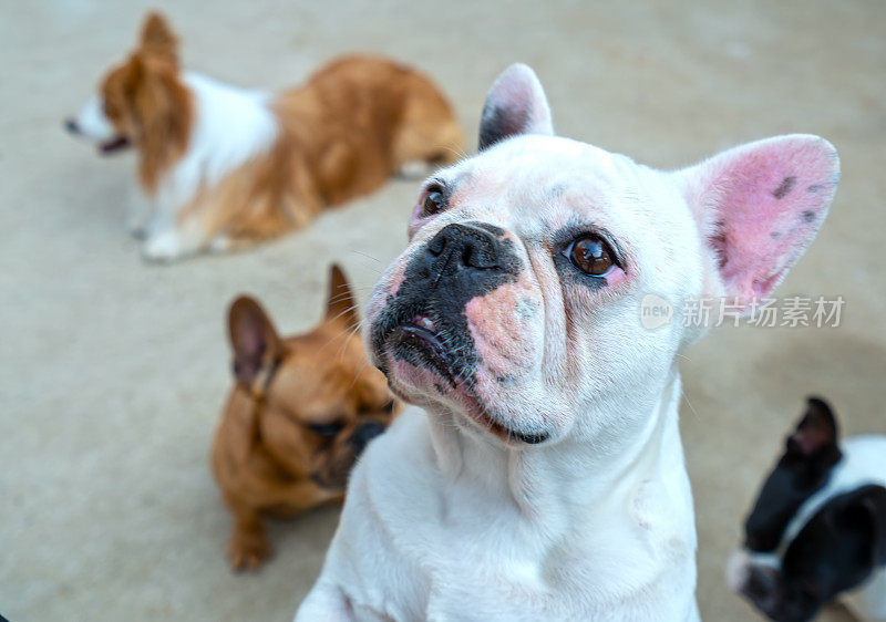 斗牛犬肖像在家养宠物