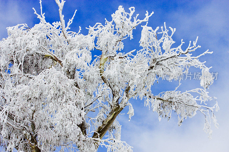 冬天的雪地口香糖