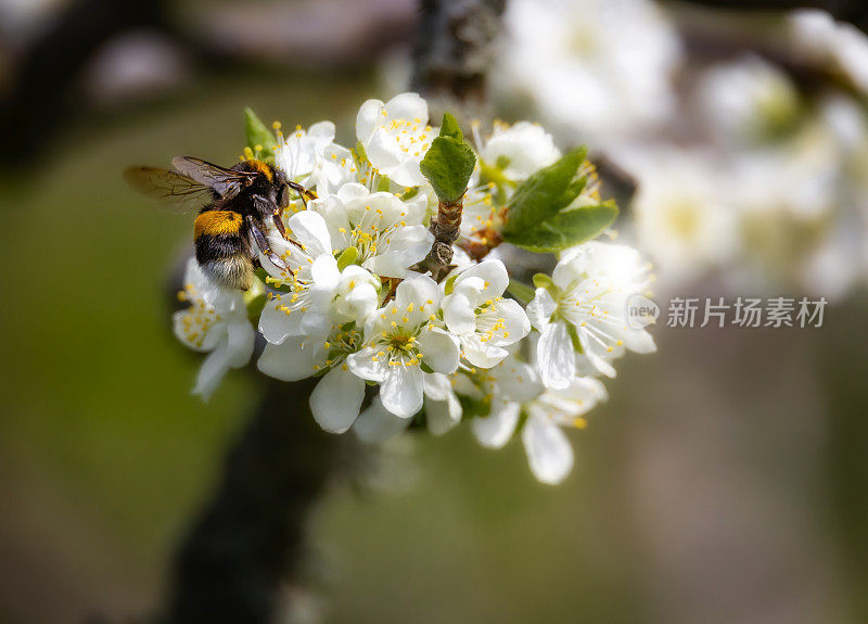 梅花配大黄蜂