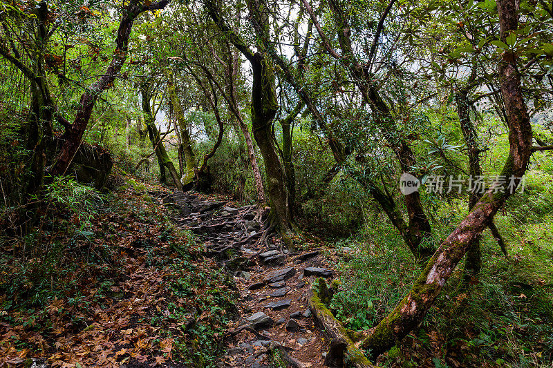 绿色热带丛林中的石头小径。尼泊尔的热带雨林，喜马拉雅山