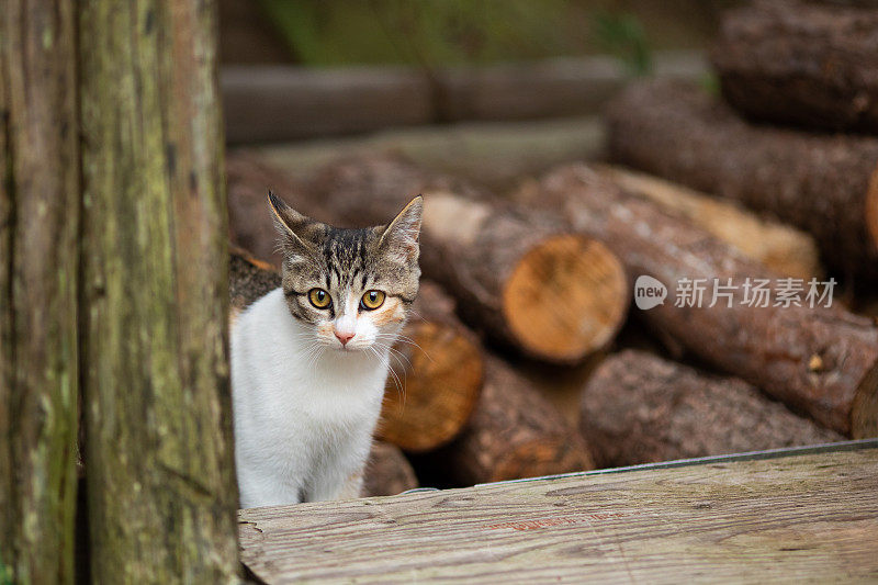 一只小猫站在屋外的一堆木头旁边