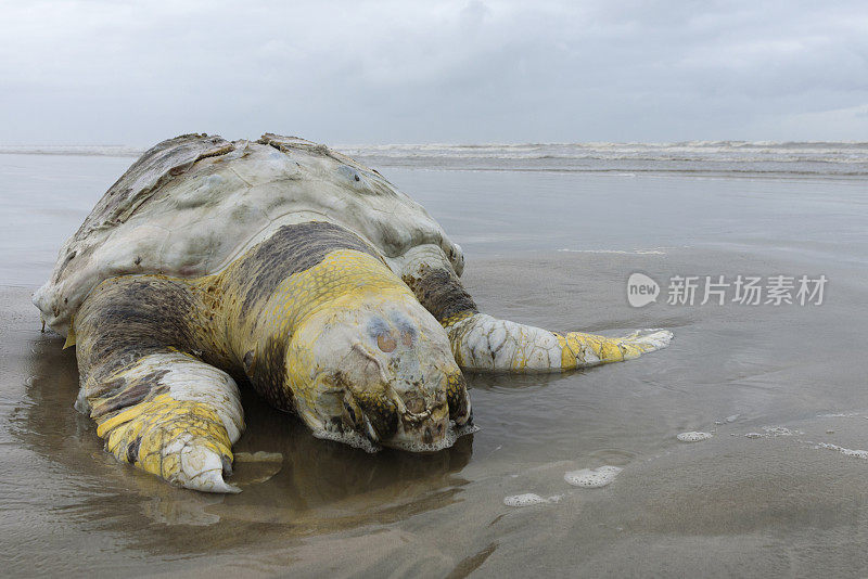 红海龟的尸体