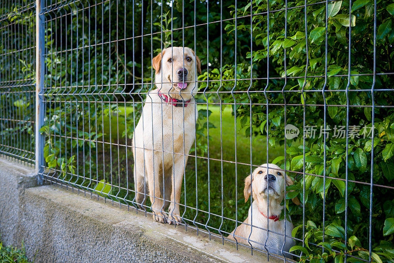 拉布拉多寻回犬和小狗被困在铁丝网后面