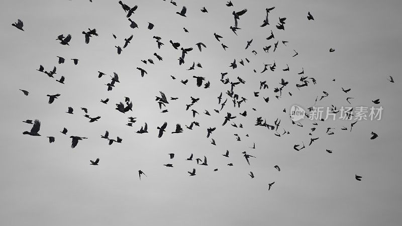 一群乌鸦或乌鸦在深灰色的天空中盘旋飞行