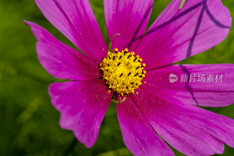 宇宙花的特写镜头