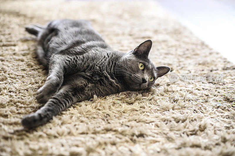 俄罗斯蓝猫在地毯上放松