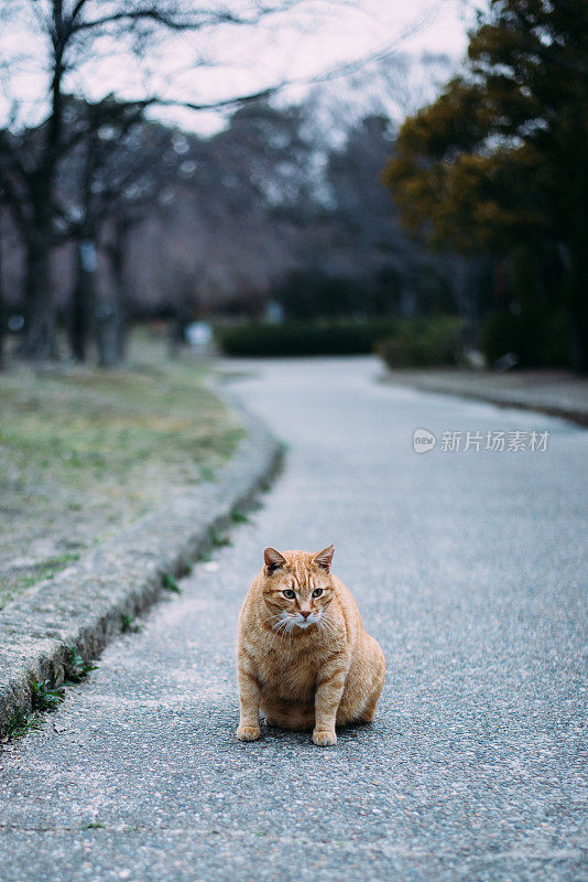 一只猫坐在s弯道上