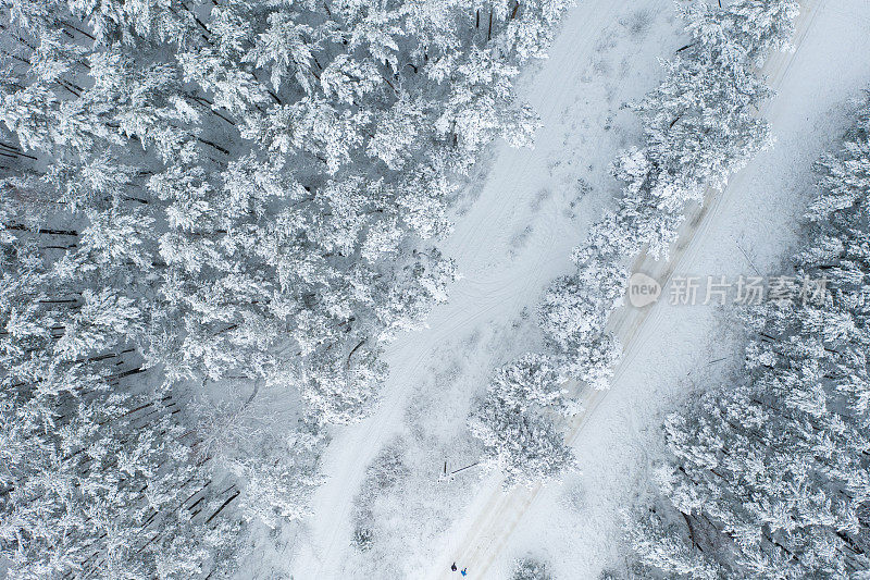 鸟瞰图的松林覆盖着雪。