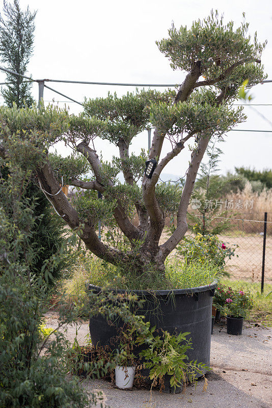 温室中的盆栽大橄榄树