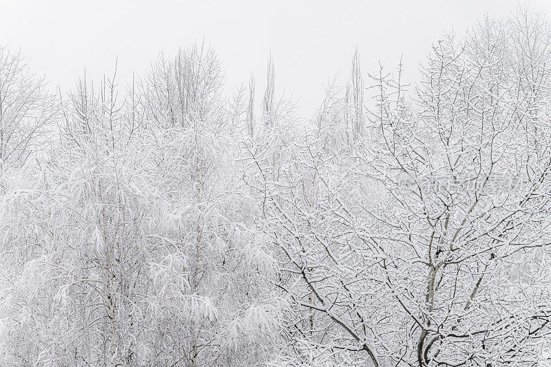 雪覆盖的分支