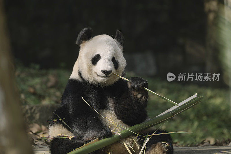 成都大熊猫吃竹子