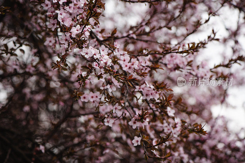 春天鲜花盛开