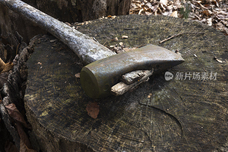 一棵长满青苔的老树干上放着一把旧斧头。