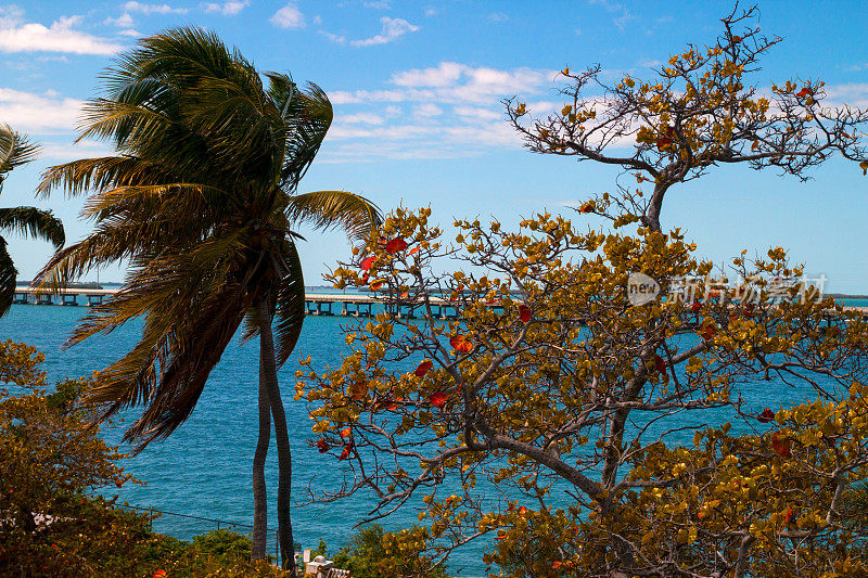 秋天的棕榈树和海葡萄树，蓝绿色的海水和背景上的七英里大桥，美国门罗县佛罗里达群岛的巴伊亚本田州立公园