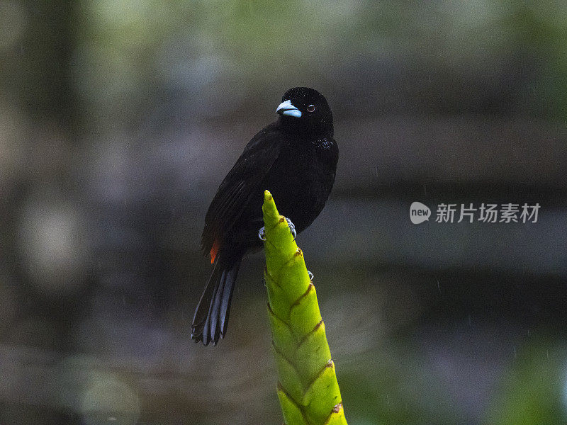 下雨天的红臀唐纳格