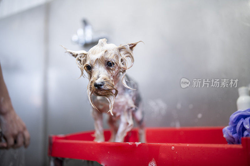 约克夏犬正在美容院洗澡。