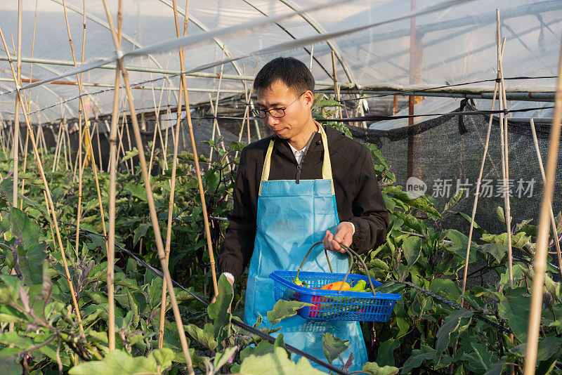 在蔬菜温室工作的农民