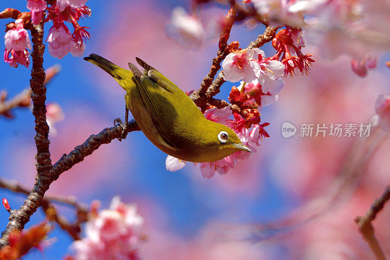 樱花和日本白眼