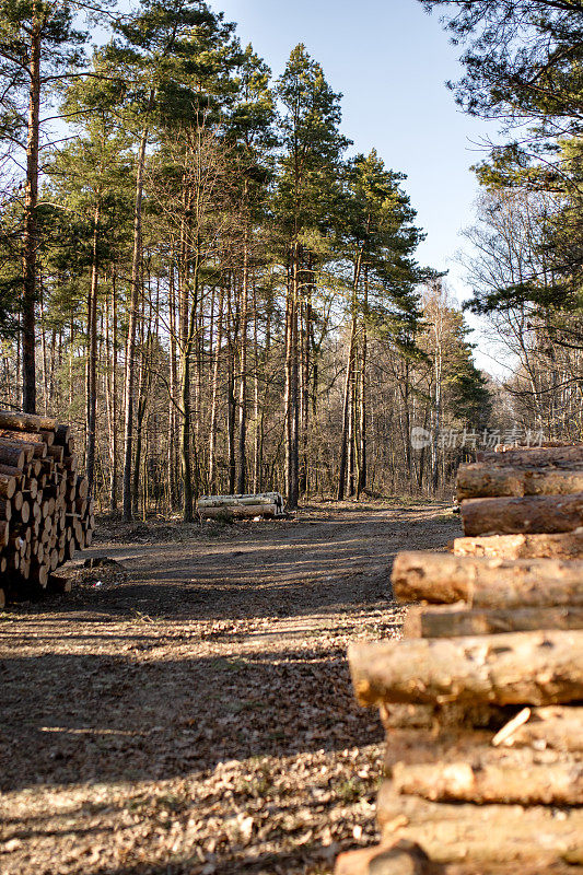 在森林里砍伐木材